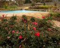 Freeform Pool